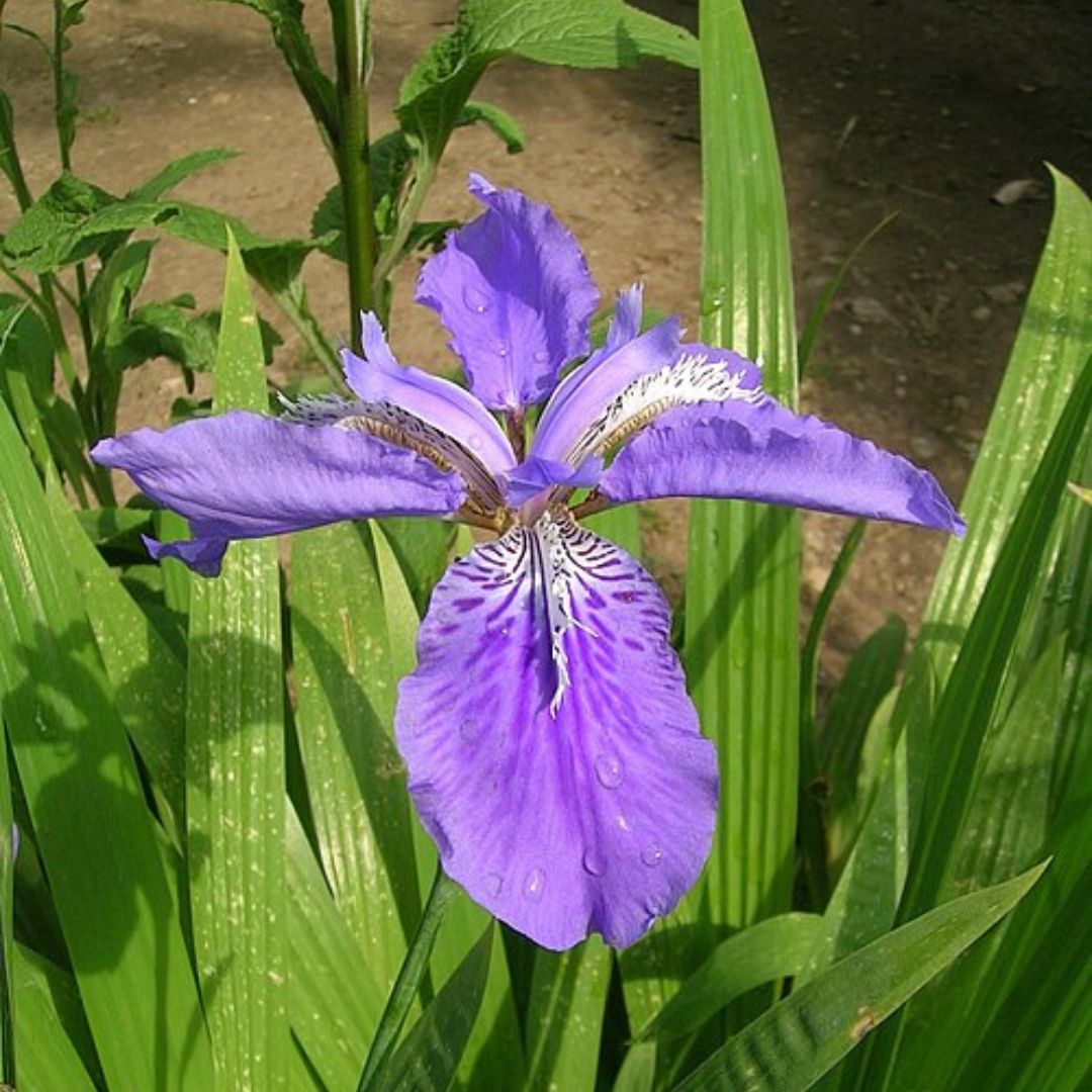 Wall Iris Lily Bulbs