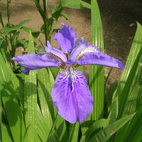 Wall Iris Lily Bulbs