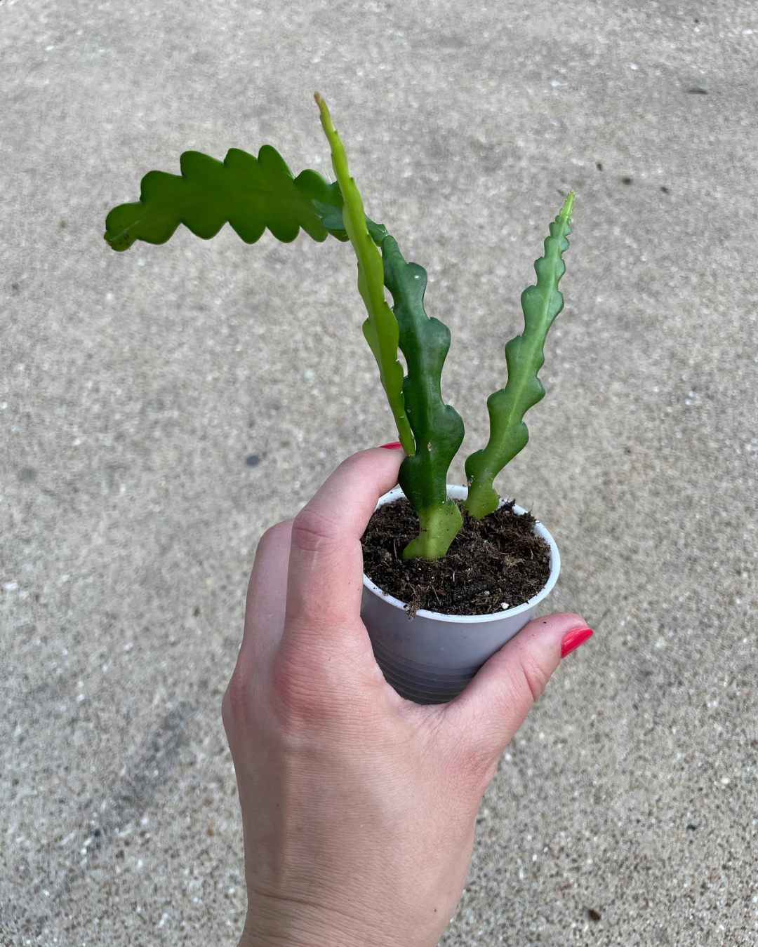 Fishbone Cactus (Plant it Yourself) Bare Rooted - plant store® 
