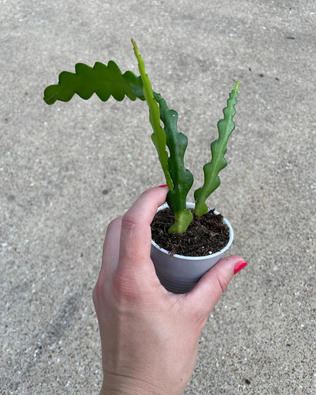 Fishbone Cactus (Plant it Yourself) Bare Rooted