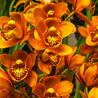 Cymbidium Orchid - Bulbs (Mix Colours)