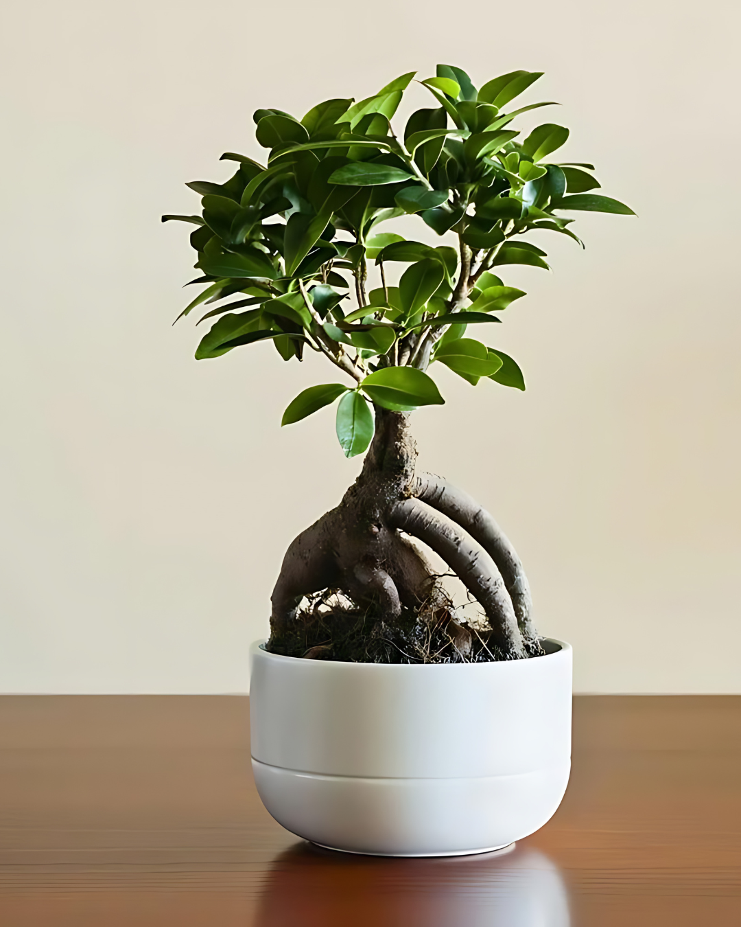 Ficus Ginseng Bonsai Plant (7 years old)