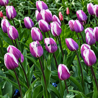 Dutch Tulip Librije Flowering Bulbs (Netherland Imported)