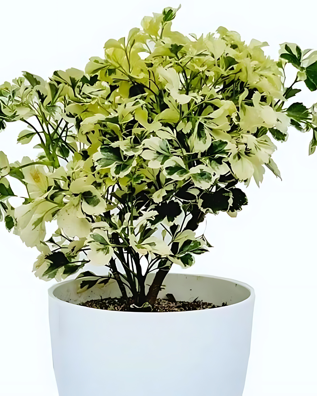 Aralia Variegated with Pot