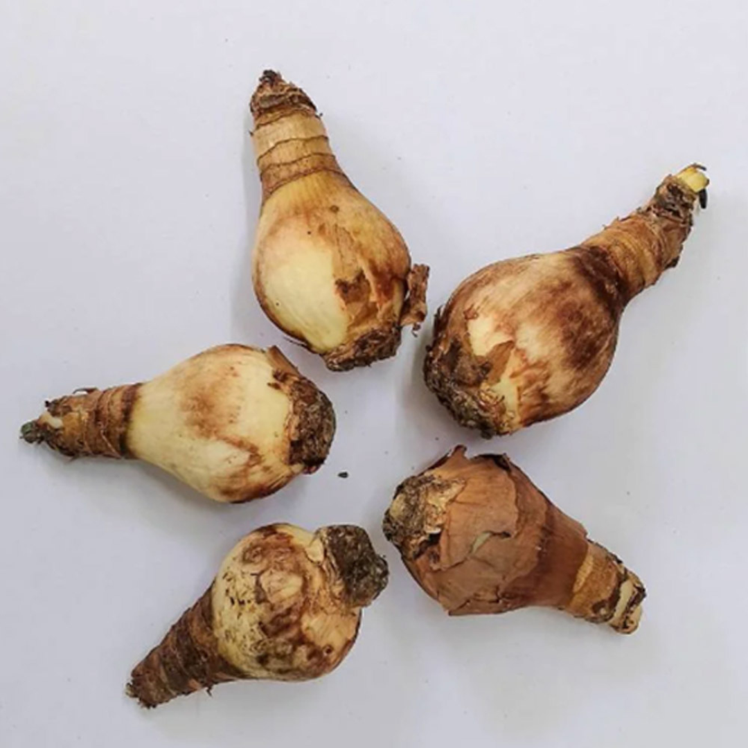 Aztec Lily Bulb