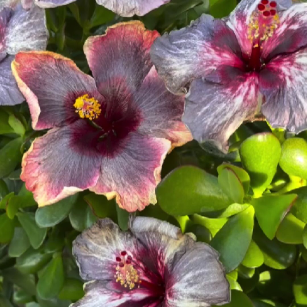 Drama Queen Hibiscus