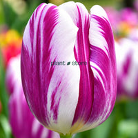 Dutch Tulip Purple Flag Flowering Bulbs (Netherland Imported)