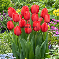 Dutch Tulip Red Impression Flowering Bulbs (Netherland Imported)