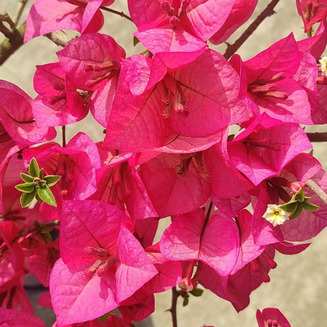 Kimpui Grafted Bougainvillea Plant