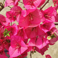 Kimpui Grafted Bougainvillea Plant