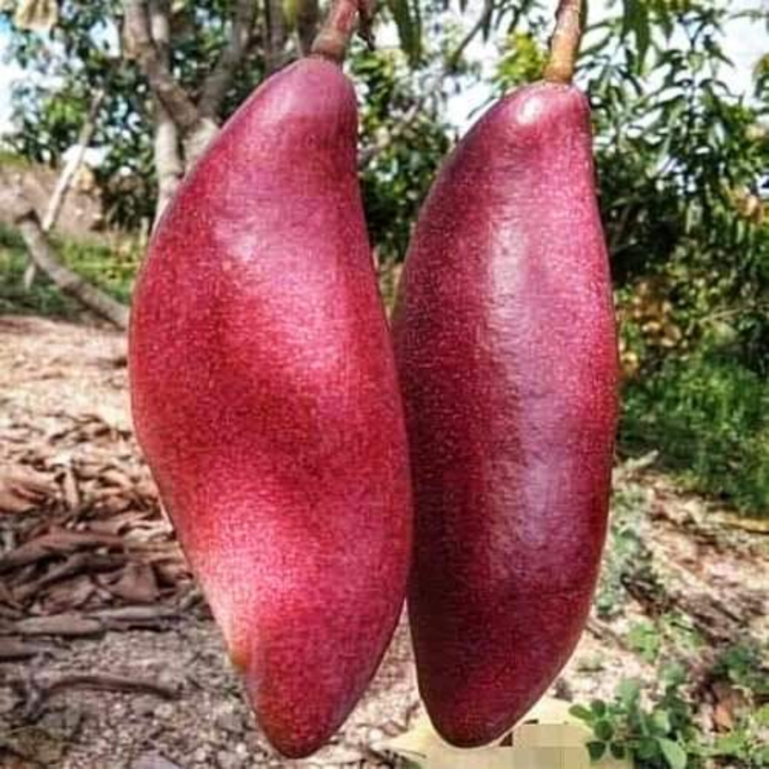 Red Banana Mango Grafted Tree