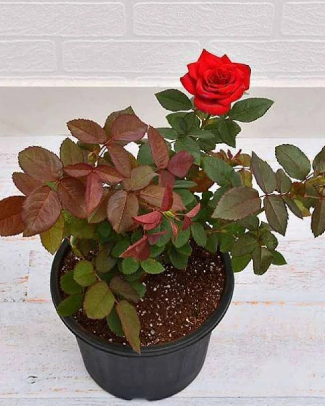 Velvet Rose Hybrid Grafted - Full Grown Plant