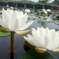 Siam Jasmine Hardy Waterlily