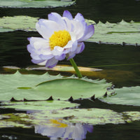 Purple Tip Mimmutabilis Australian Waterlily