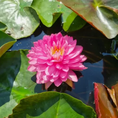 Manickam Hardy Waterlily