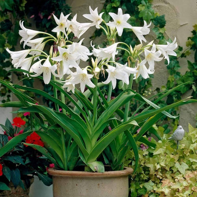 Crinum Lily (White) Bulbs