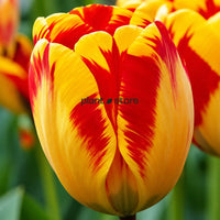 Dutch Tulip Banja Luka Flowering Bulbs (Netherland Imported)