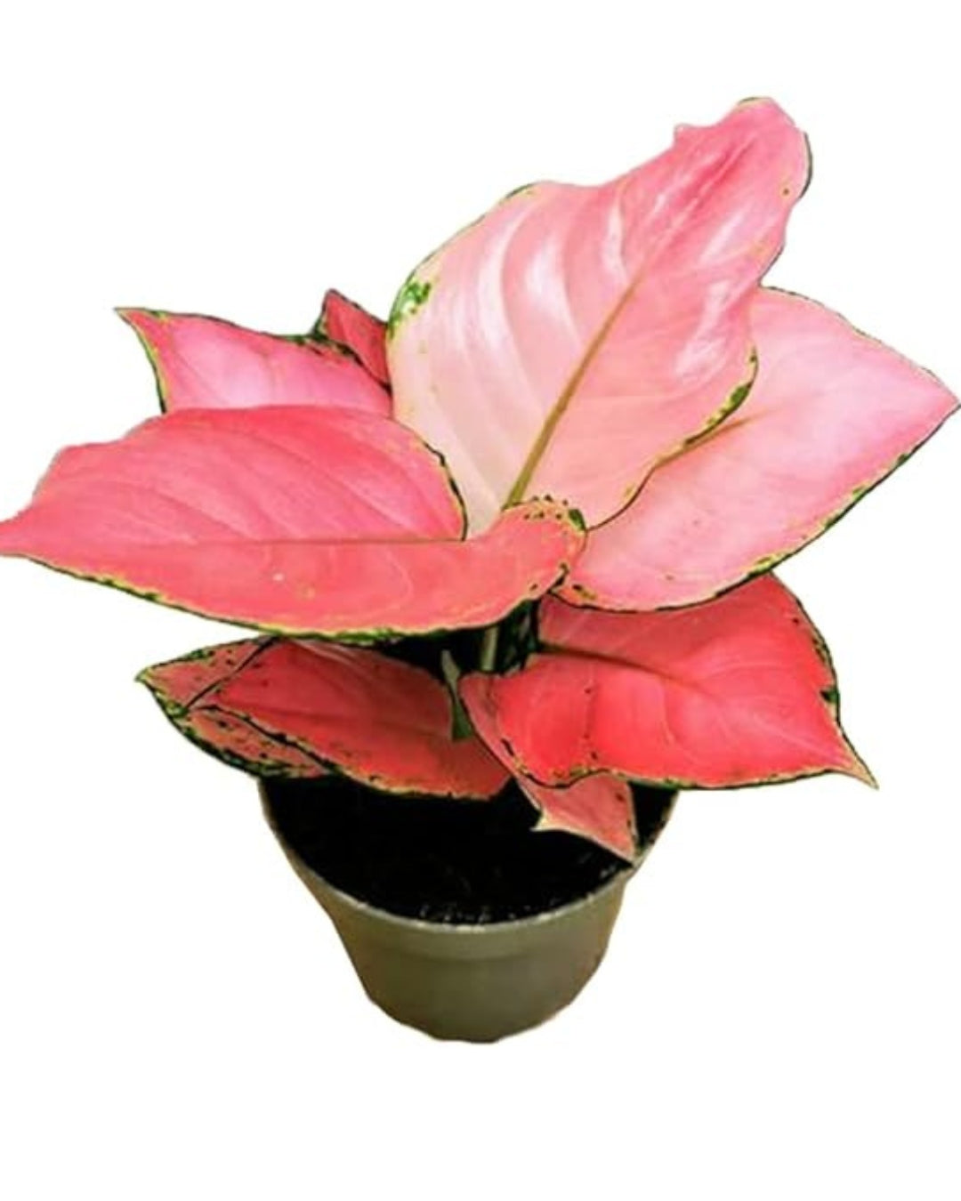 Aglaonema Pink Ruby