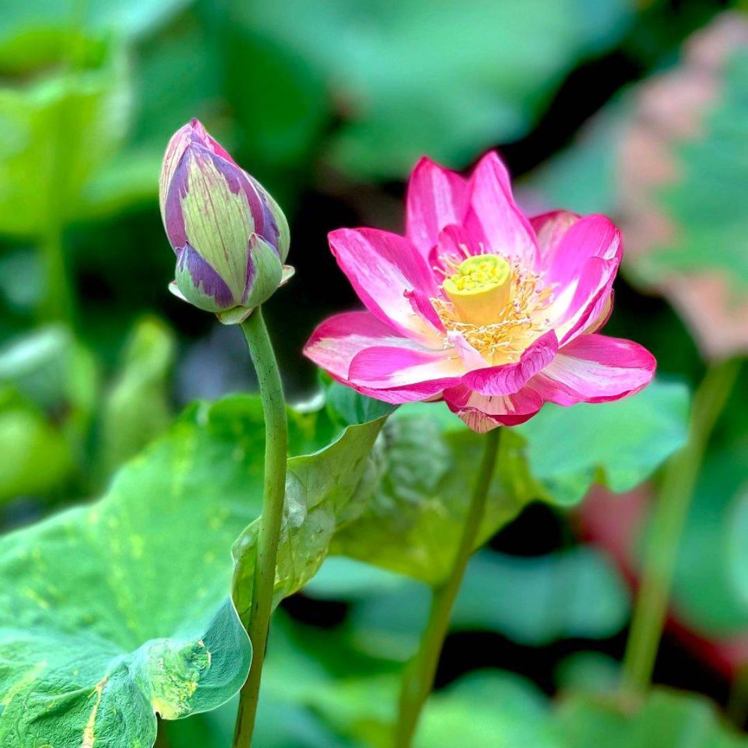 Joker Lotus Tuber
