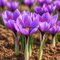 Saffron - Imported Bulbs