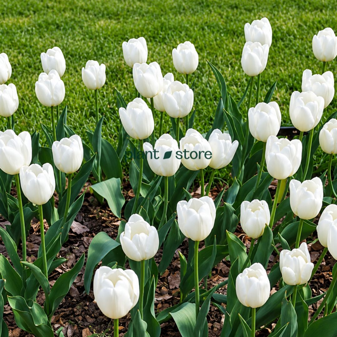 Dutch Tulip Hakuun  Flowering Bulbs (Netherland Imported)