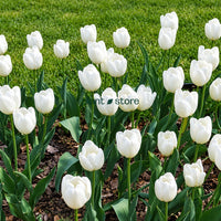 Dutch Tulip Hakuun  Flowering Bulbs (Netherland Imported)