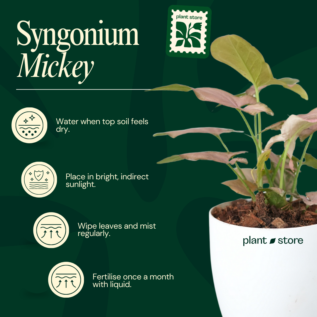 Syngonium Mickey