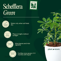 Schefflera Green Plant with Pot
