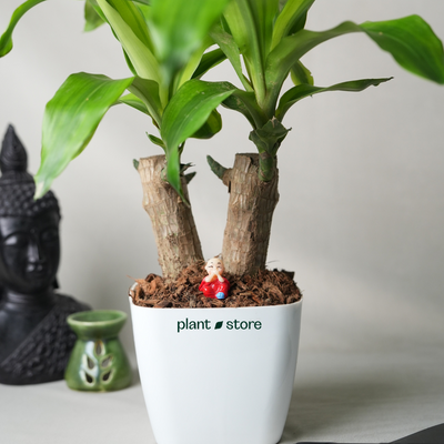 Brazilian Wood Plant – Double Head (Bloomed)