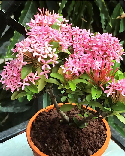 Ixora Flowering Plant