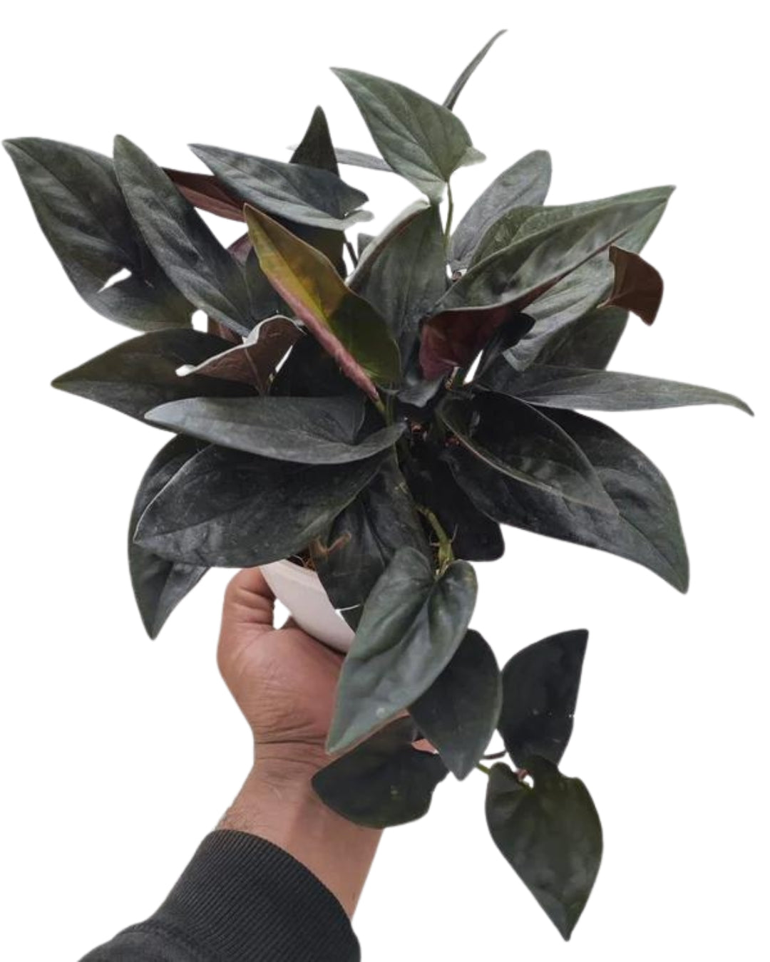 Black Money Plant (Syngonium erythrophyllum)