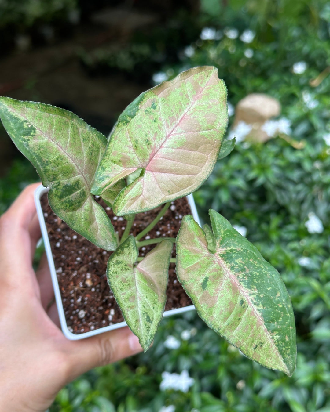 Syngonium Confetti Tricolour