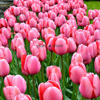 Dutch Tulip Pink Impression  Flowering Bulbs (Netherland Imported)