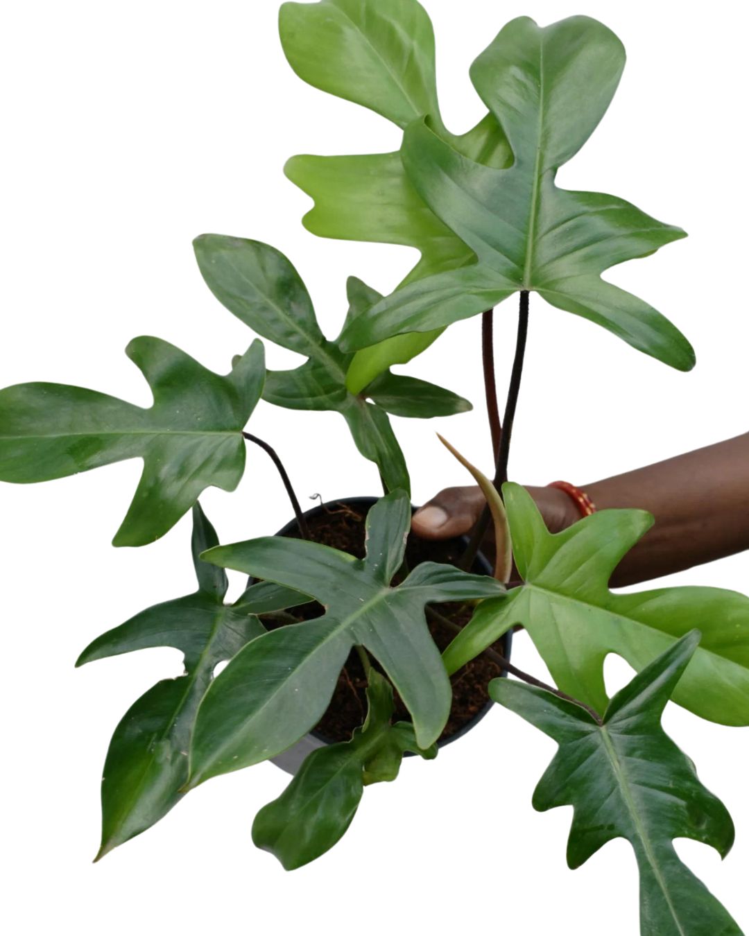 Philodendron Florida Ghost - plant store® 