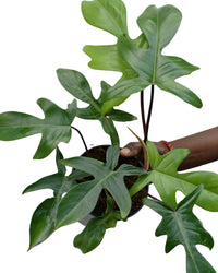 Philodendron Florida Ghost - plant store® 