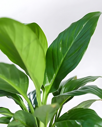 Peace Lily (Spathiphyllum) - plant store® 