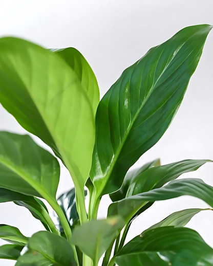 Peace Lily (Spathiphyllum)