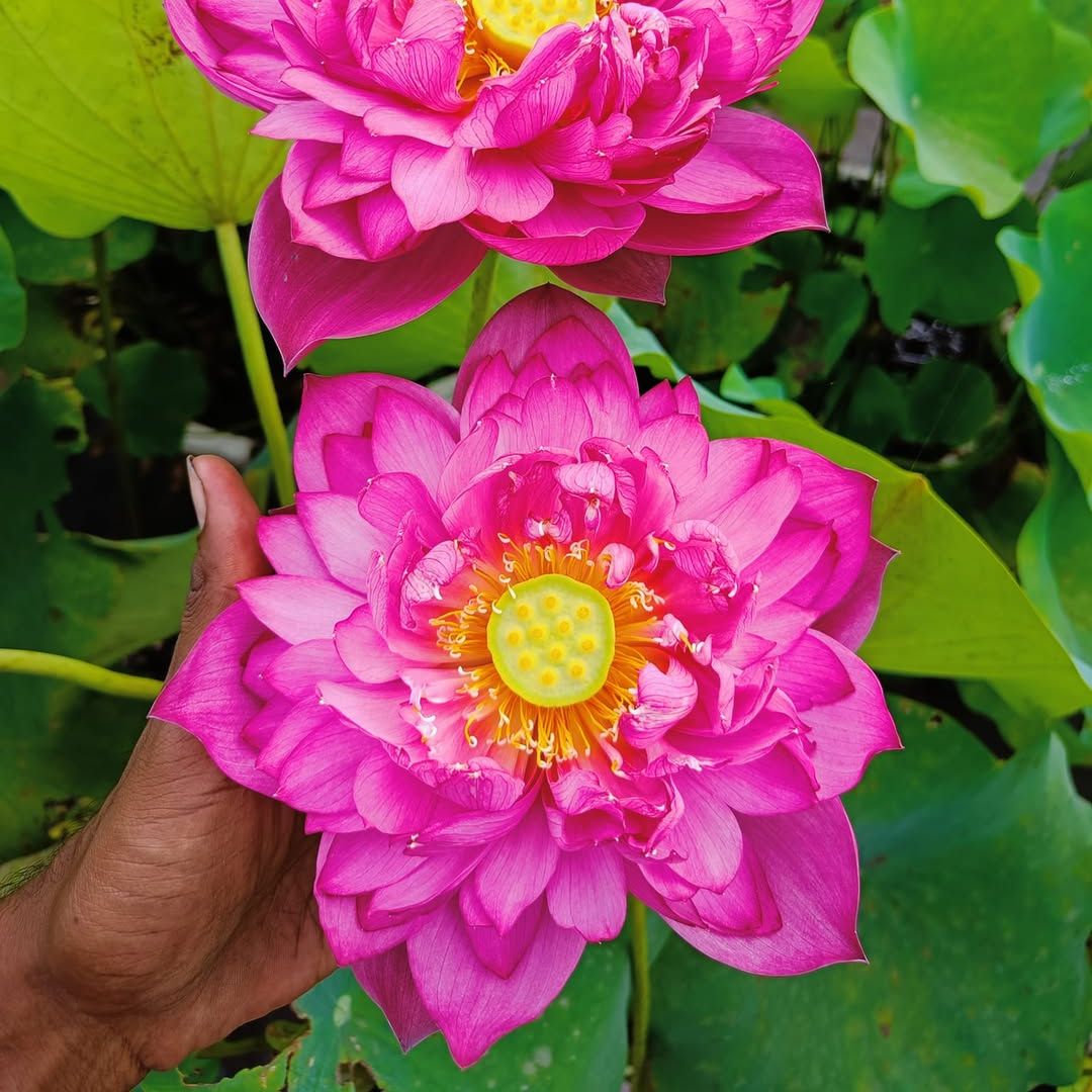 Amore Jia Lotus Tuber