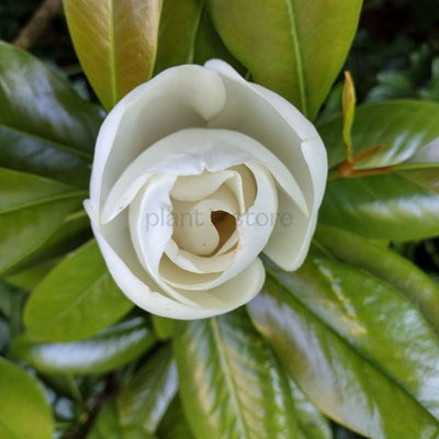 Magnolia Grandiflora Plant