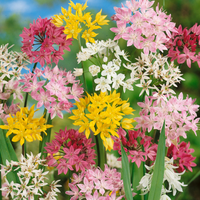 Allium Bulbs - Mix Colours