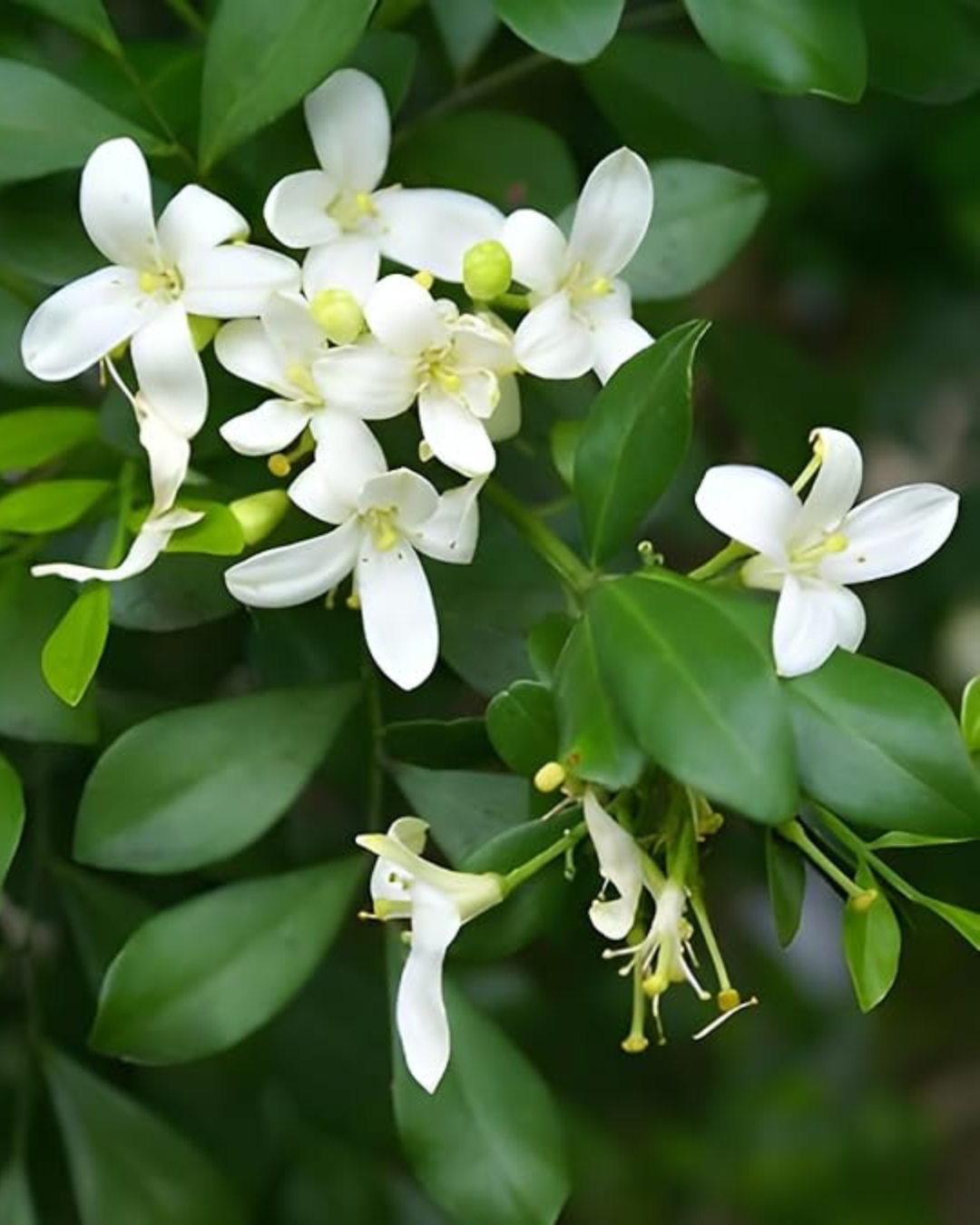 Madhu kamini Muraya (Satin Wood) - Scented Flowering Plant - plant store® 