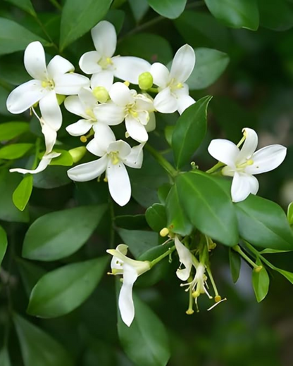 Madhu kamini Muraya (Satin Wood) - Scented Flowering Plant