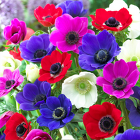 Anemone Bulbs - Mix Colours (Imported)