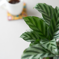 Calathea Freddie