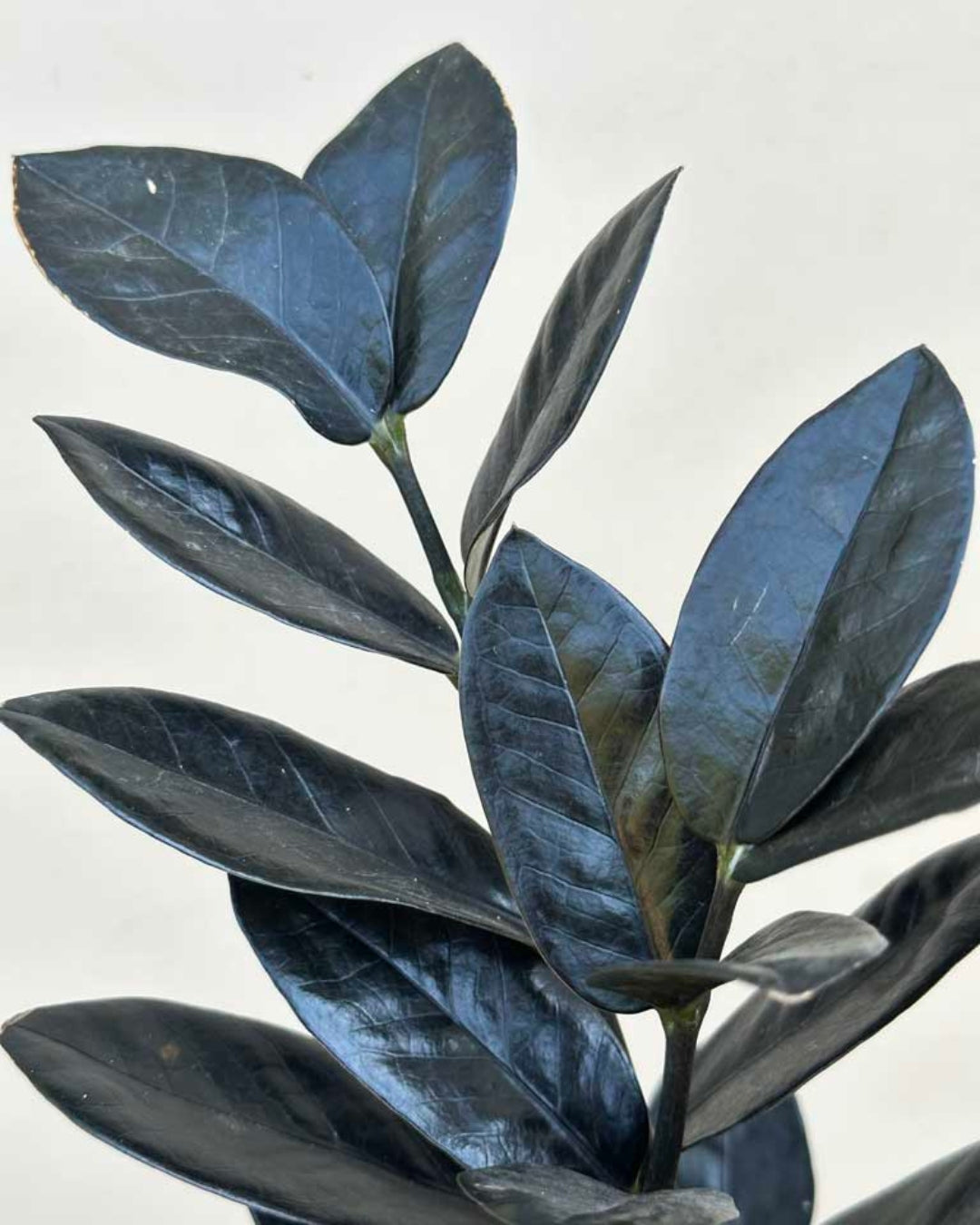 Zamioculcas Zamiifolia Raven "Black" ZZ Plant