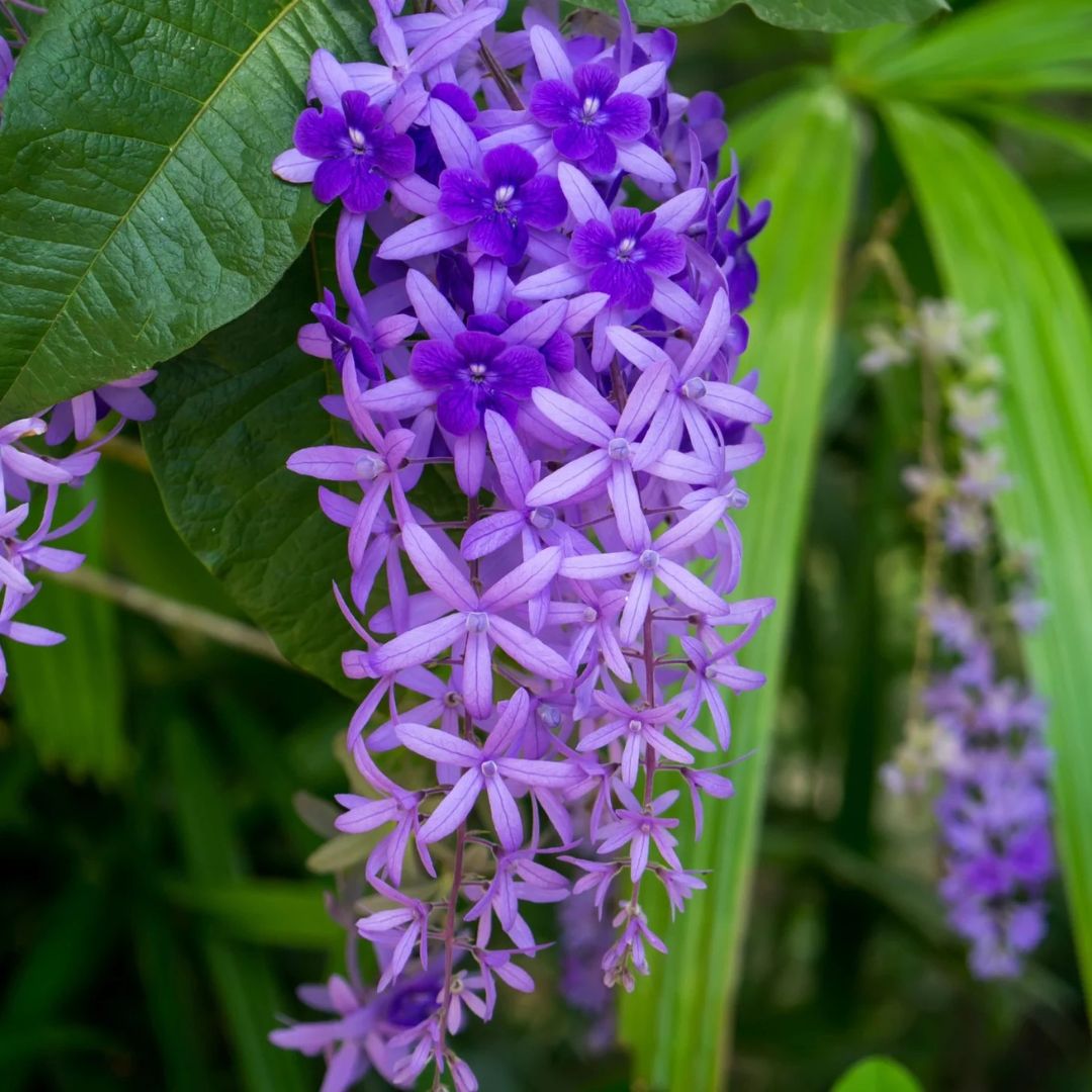 Sandpaper Vine Plant
