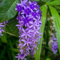 Sandpaper Vine Plant