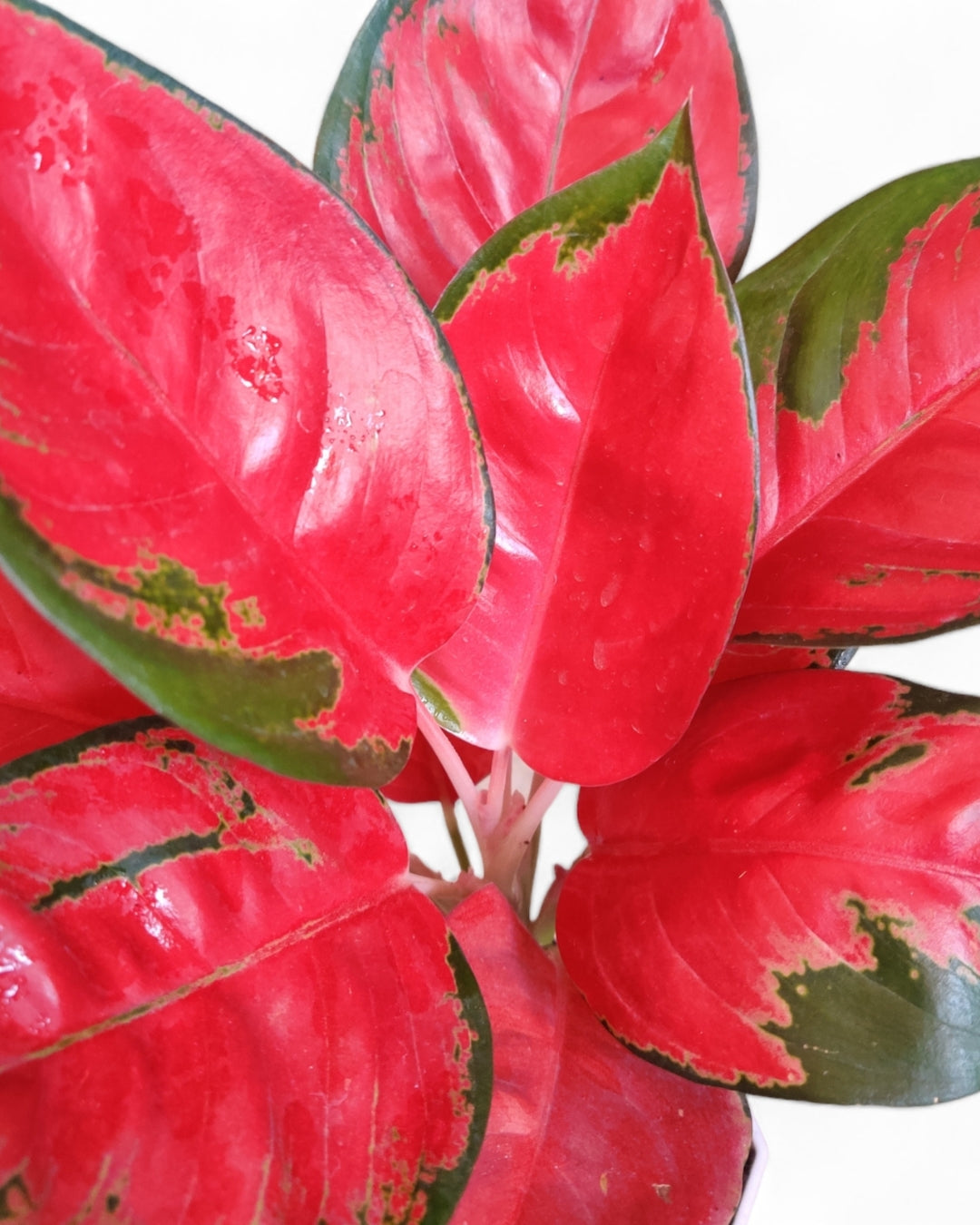 Aglaonema Thai Pink Beauty