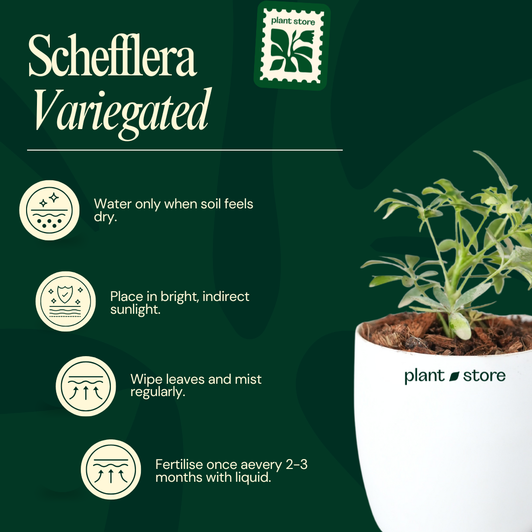 Schefflera Arboricola Trinette, Umbrella Plant – Variegated with Pot