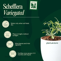 Schefflera Arboricola Trinette, Umbrella Plant – Variegated with Pot